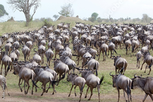 Wildebeest  Connochaetes taurinus  migration