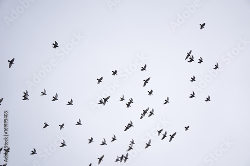 flock birds are flying