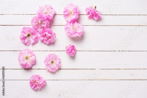 Tender pink sakura flowers on white painted wooden planks.