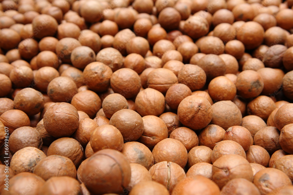 Macadamia Nuts in Guatemala Macadamia Nuts in Guatemala