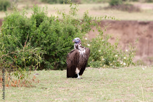 Lapped face vulture (Torgos tracheliotus) photo