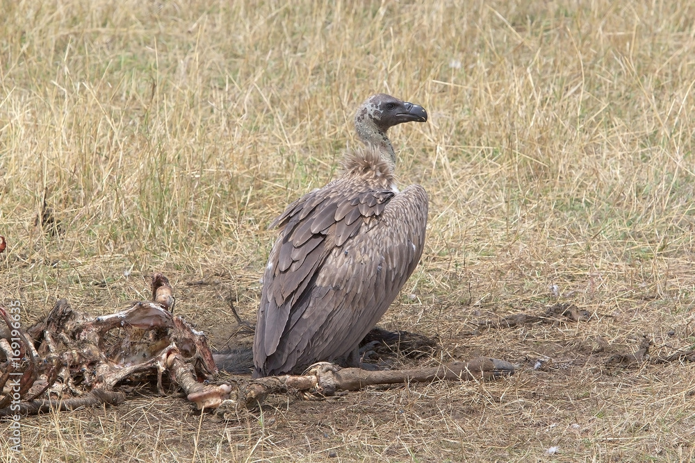 Fototapeta premium White backed vulture ( Gyps africanus)