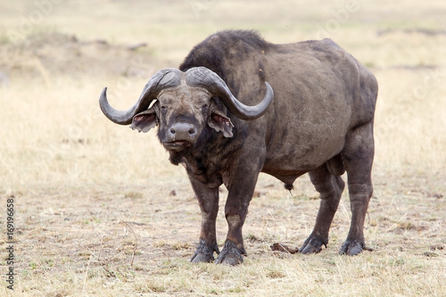 African buffalo  Sincerus caffer 