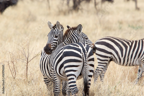 Zebra  Equus burchellii 