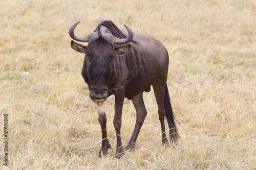 Fototapeta Naklejka Na Ścianę i Meble -  Wildebeest (Connochaetes taurinus)