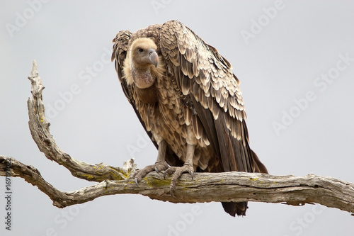 Foto White backed vulture ( Gyps africanus)
