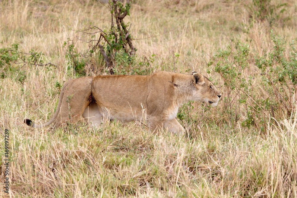 African lioness (Panthera leo) African lioness (Panthera leo)