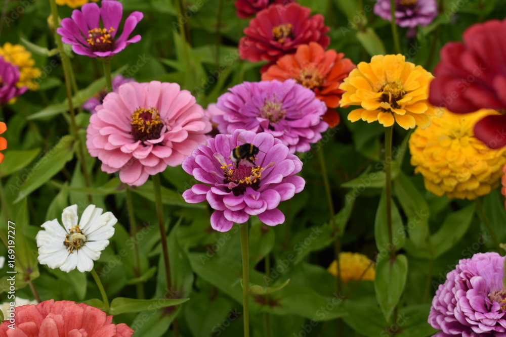 un bourdon et son arc-en-ciel de fleurs un bourdon et son arc-en-ciel de fleurs