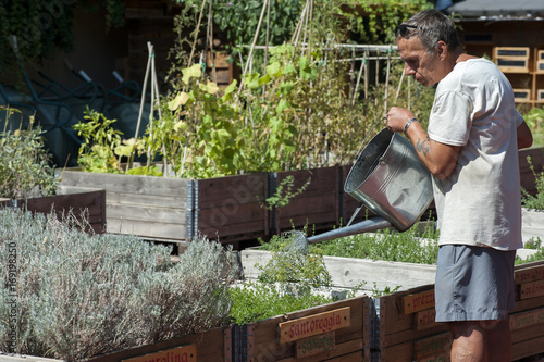 Watering in the organic vegetable garden