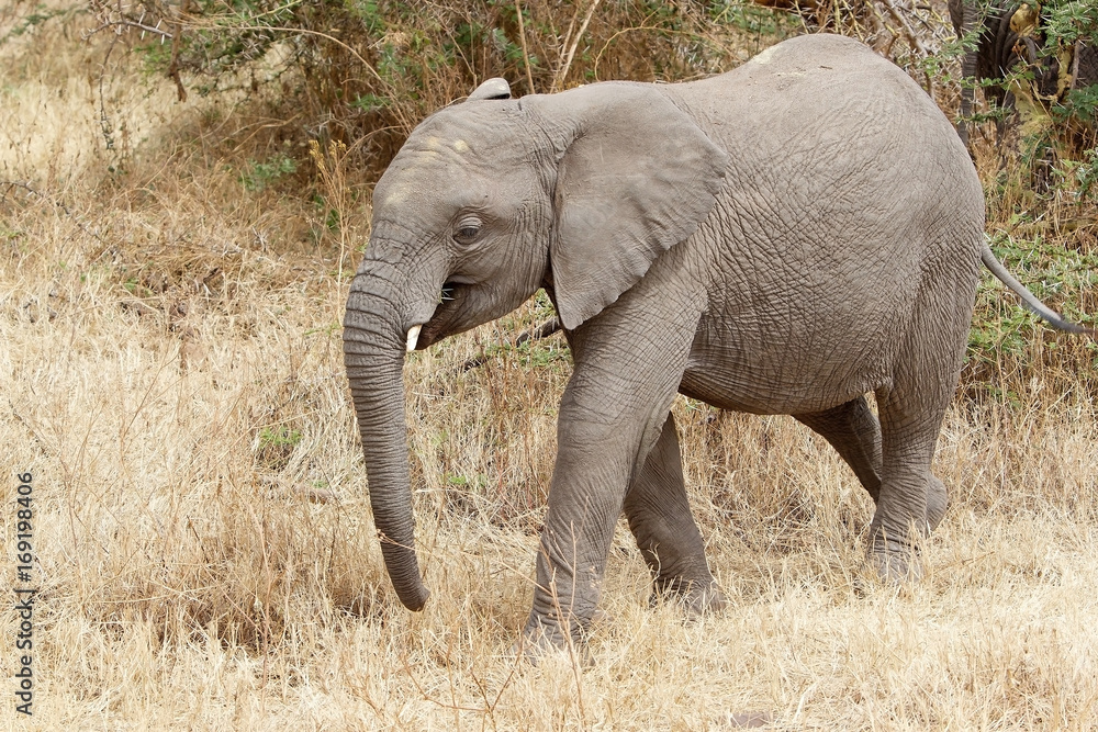 Fototapeta premium African elephant (Loxodonta africana)