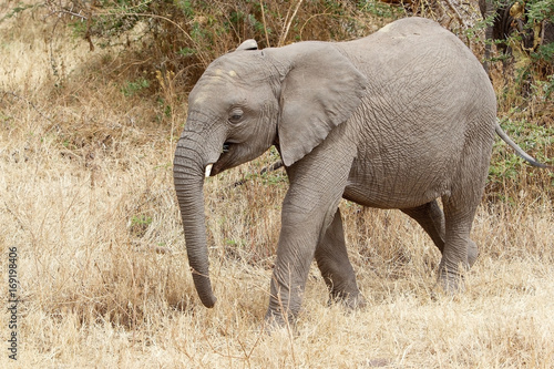 African elephant (Loxodonta africana)