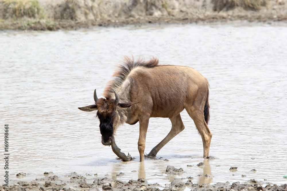 Wildebeest (Connochaetes taurinus) Wildebeest (Connochaetes taurinus)