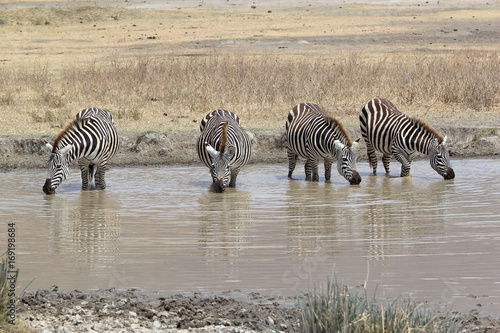 Zebra  Equus burchellii 