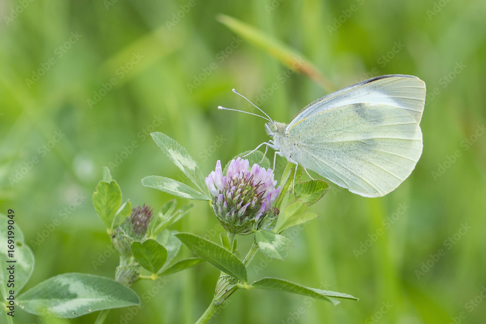 White butterfly on clover blossom. White butterfly on clover blossom.