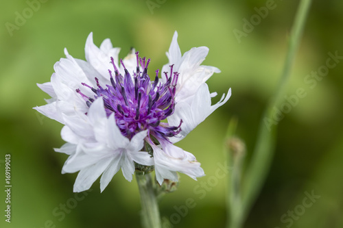 White flower of cornflowers with purple center.