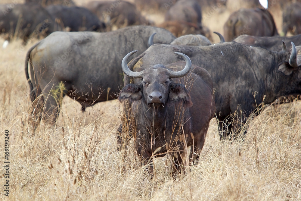 African buffalo (Syncerus caffer) African buffalo (Syncerus caffer)