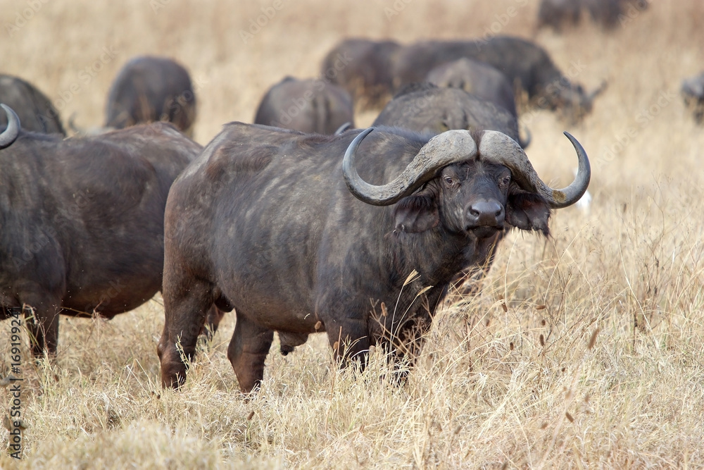 Fototapeta premium African buffalo (Syncerus caffer)