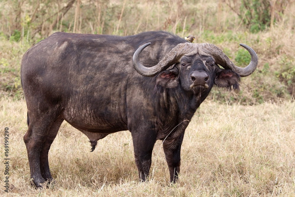 African buffalo (Syncerus caffer)