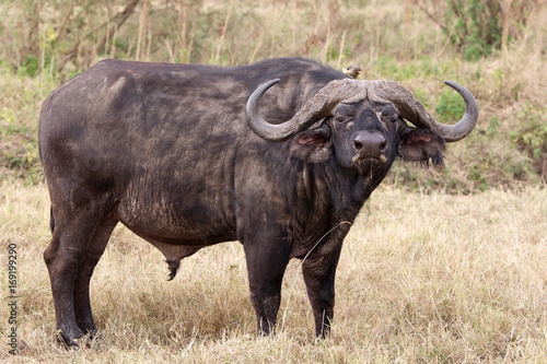 African buffalo  Syncerus caffer 