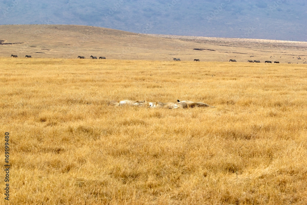 African savanna