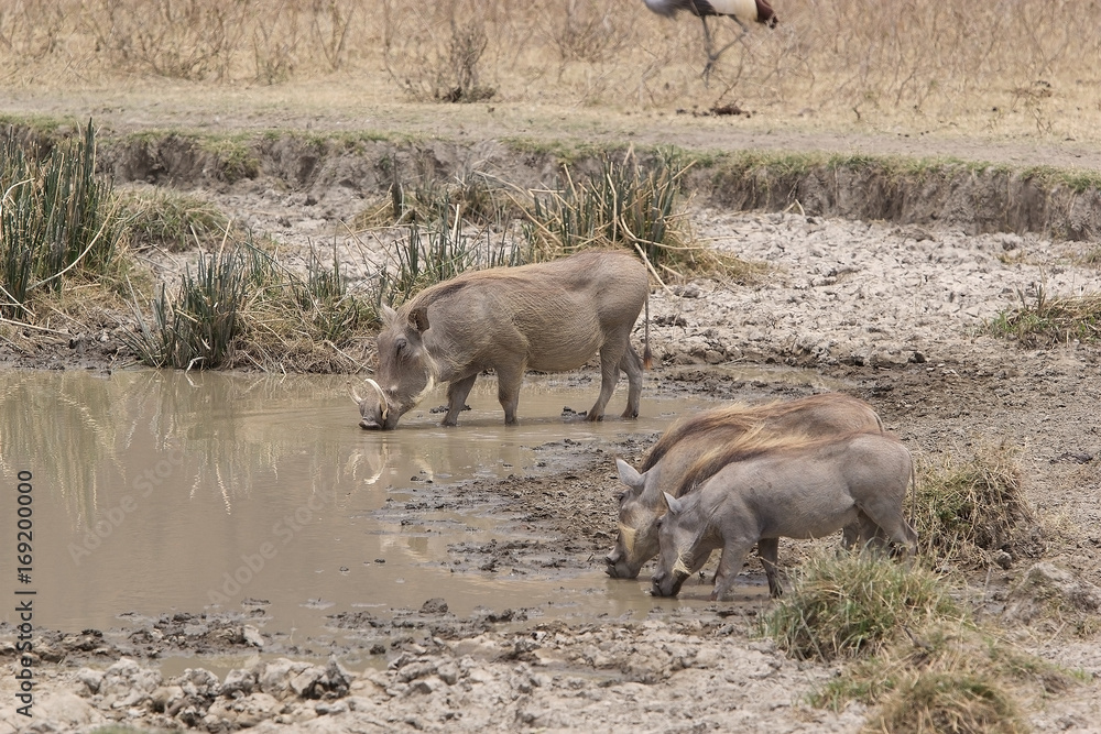 Fototapeta premium Warthog (Phacochoerus africanus)
