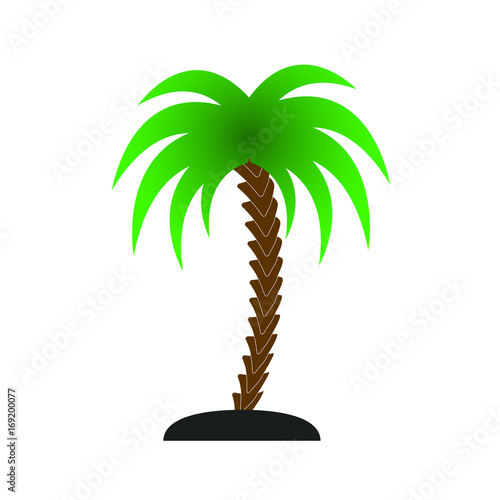 Palm Tree