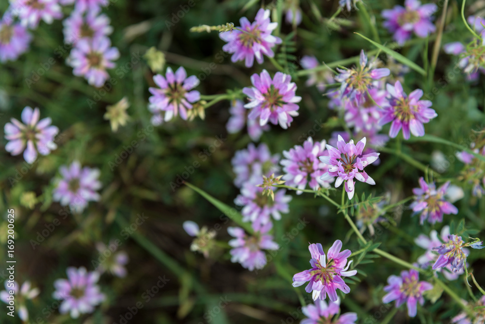 Fototapeta premium Dark pink wildflowers close up