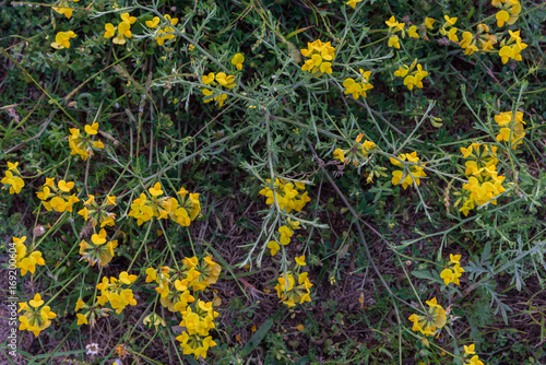 Obraz na płótnie Wildflowers growing in field closeup