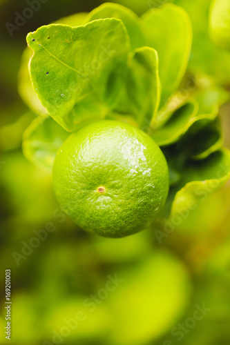 Macro of lemon on th  lemon tree in the garden