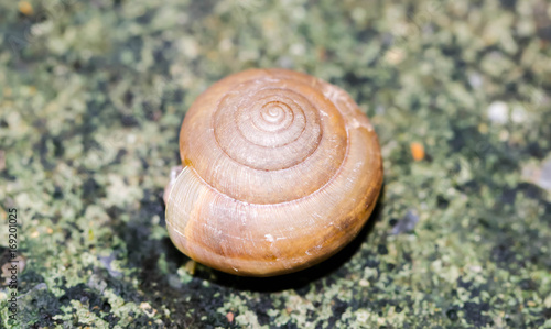 Macro of small brown Snaile on the floor