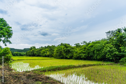 Thai farm Rice Field in Thailand, Rice field landscape background