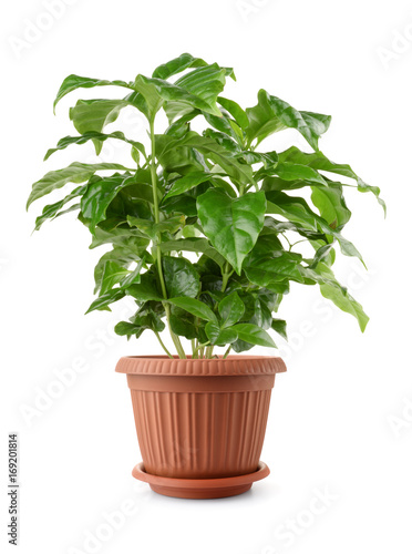 Young coffee plant in pot