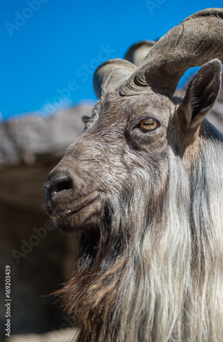 Portrait of a mountain goat