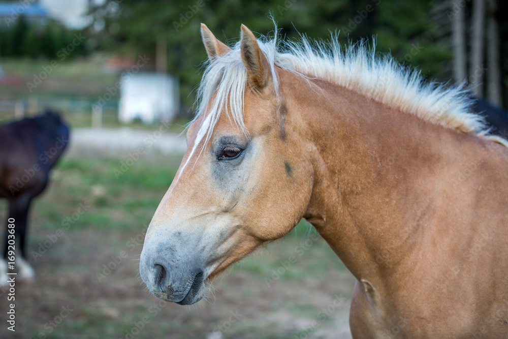 Fototapeta premium Horse in the mountain