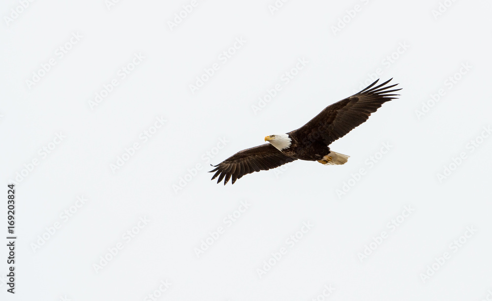 Obraz premium Bald eagle