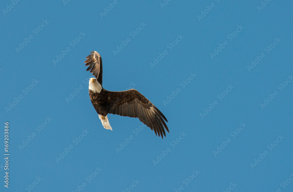 Obraz premium Bald eagle