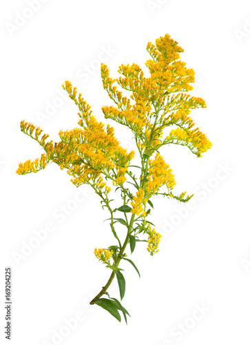 Solidago, commonly called goldenrods. Isolated. photo
