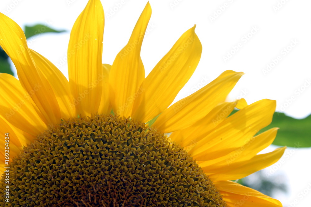 Obraz premium Sonnenblume im Garten