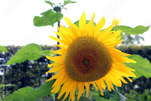 Fototapeta Naklejka Na Ścianę i Meble -  Sonnenblume im Garten