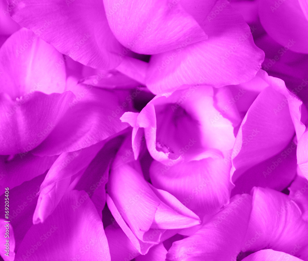 Pink flowers and buds of gladiolus close up isolated. Floral background. A gentle, romantic composition. Congratulations, postcard.Valentine's day, mother's day.Macro .Soft focus Pink flowers and buds of gladiolus close up isolated. Floral background. A gentle, romantic composition. Congratulations, postcard.Valentine's day, mother's day.Macro .Soft focus