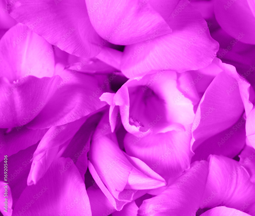 Pink  flowers and buds of gladiolus close up isolated. Floral background. A gentle, romantic composition. Congratulations, postcard.Valentine's day, mother's day.Macro .Soft focus 