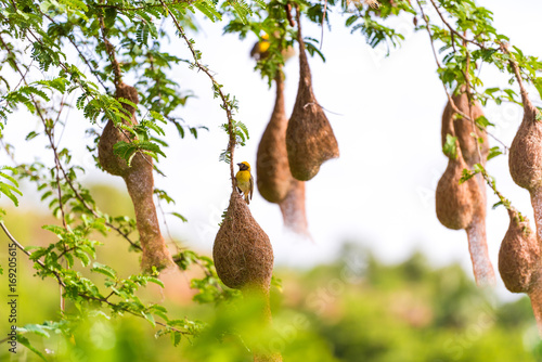 Bird's nests on the tree, Puttaparthi, Andhra Pradesh, India. Close-up. photo