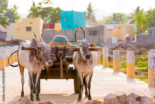 фотографія Indian bulls in harness, Puttaparthi, Andhra Pradesh, India
