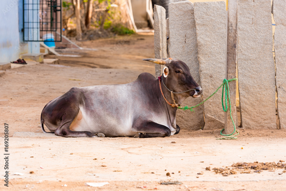 Fototapeta premium Indian cow lies on the ground, Puttaparthi, Andhra Pradesh, India. Copy space for text.