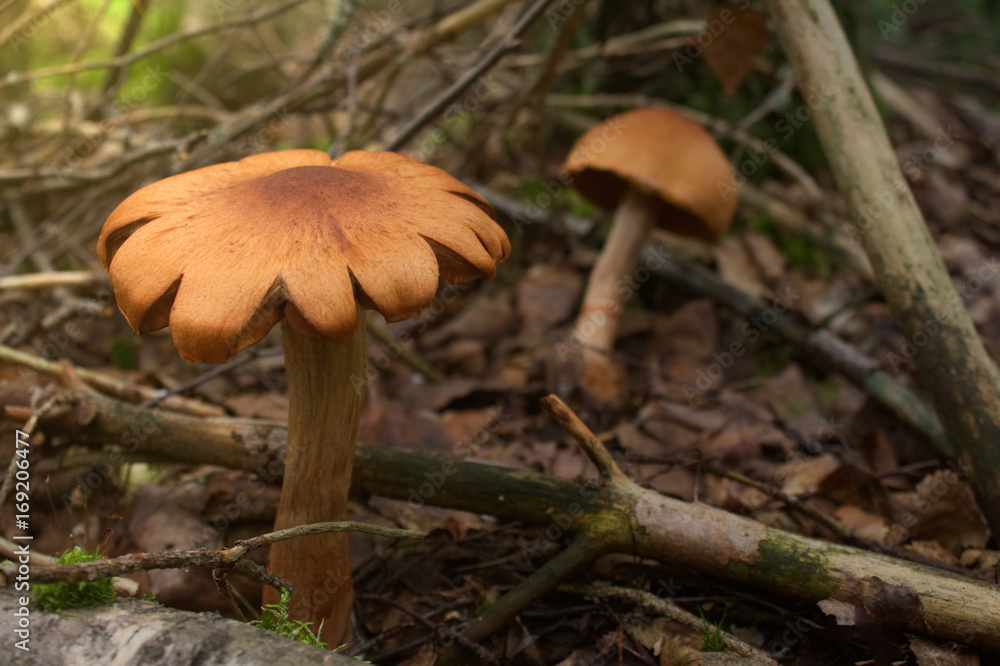 Fototapeta premium Flower shaped mushroom in autumn forest