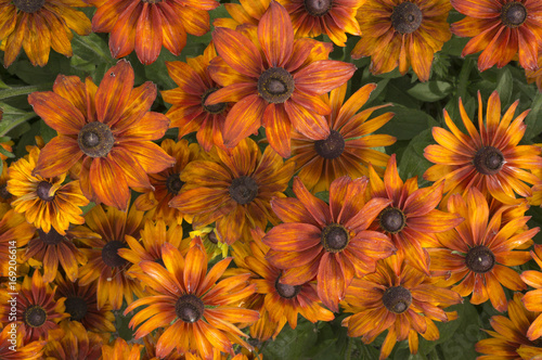 Rudbeckia