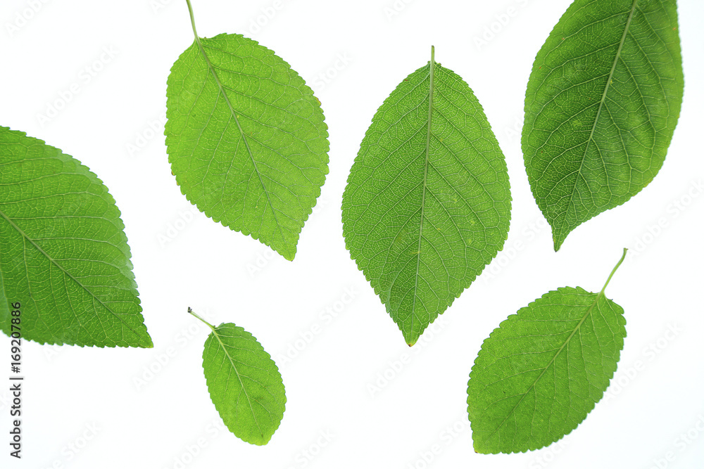 Fototapeta premium green leaves on white background.