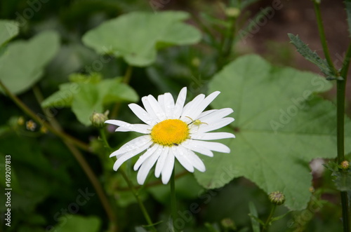 green spader and white flower