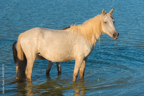      White horse walking in the lake 