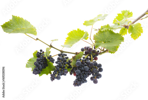 red grapes on a branch with leaves isolated on a white background